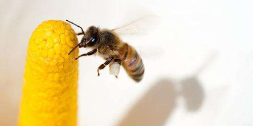 胎梦解读:一文带你了解孕妇梦见蜜蜂的这7大寓意
