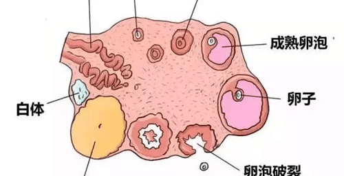 一张图看懂试管婴儿优势卵泡监测,生长|成熟及取卵一览
