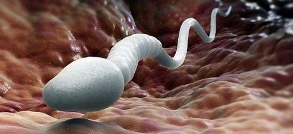 在碱性环境下x精子和y精子谁先到达卵子所在处？