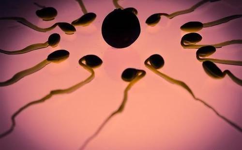 备孕男性的有效精子数该怎么计算？