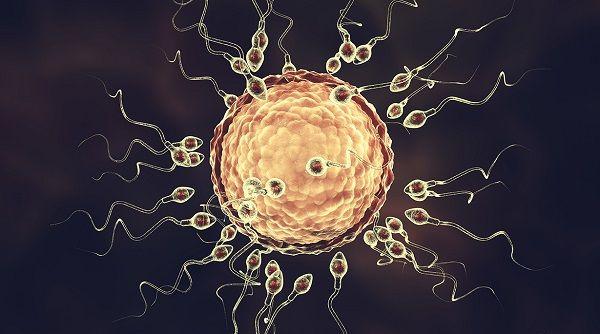 透明带和卵细胞膜双反应：天然多精入卵阻滞机制