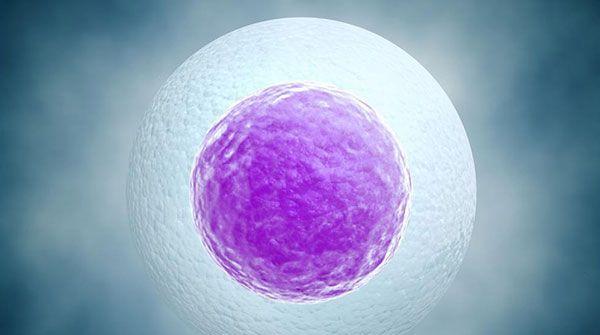 成熟卵子存活时间并不确定，12-48小时都有可能