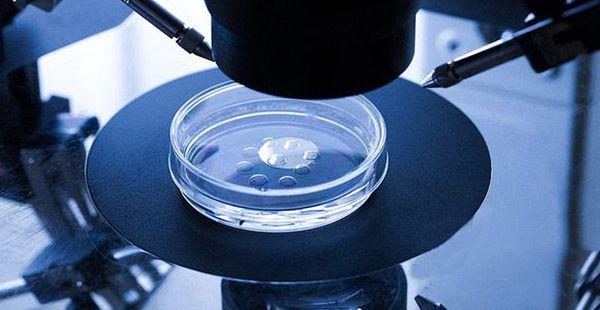 用质量差的卵子培养出囊胚的成功率高吗？