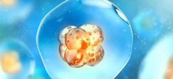 第五天的5ab和4ab囊胚哪个更好？