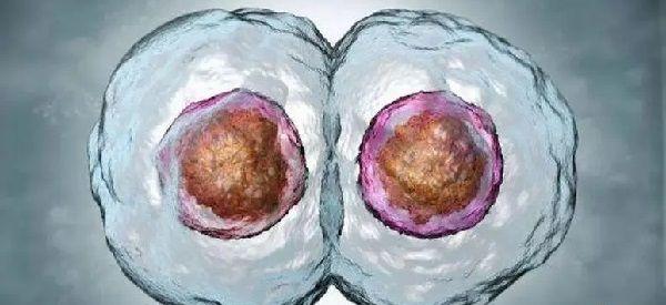 培养7天的囊胚是不是已经能确定性别了？