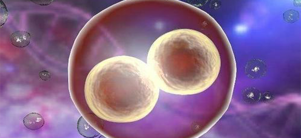 4bb嵌合体囊胚可以顺利移植吗？