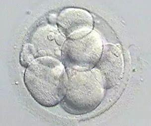 囊胚进行辅助孵化对试管成功率有什么影响？