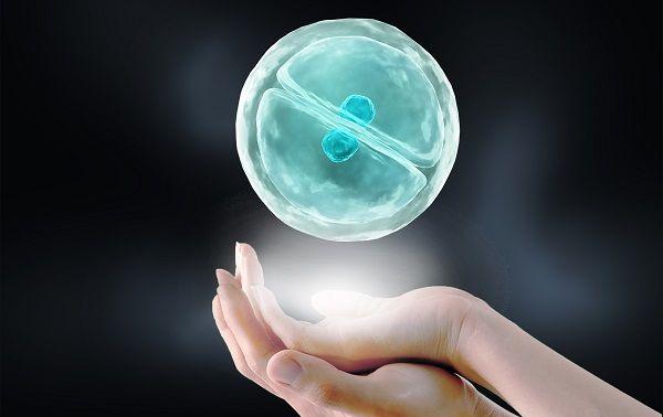 单囊整倍体胚胎移植：从根本上决定试管成功率
