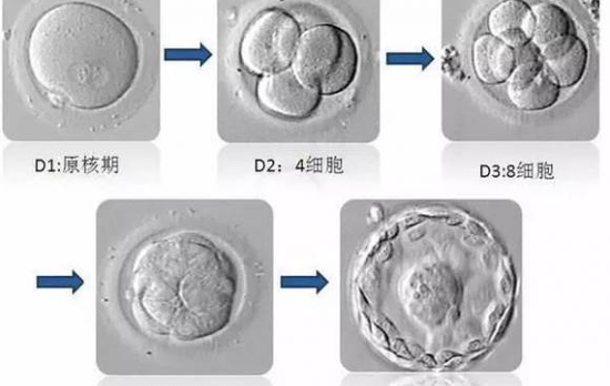 D3和D5哪个胚胎着床成功率更高？