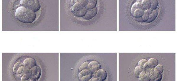 培养三天的鲜胚10细胞是什么级别？