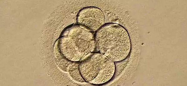 第三天的优胚是不是移植成功率最好的胚胎？