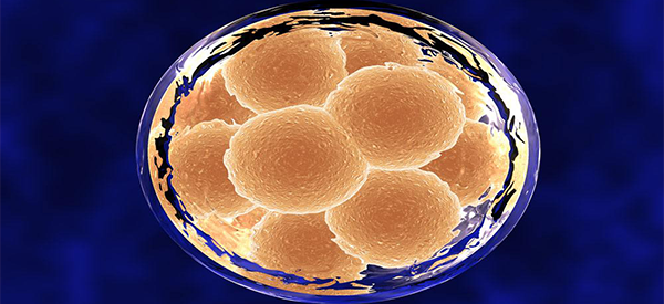 试管移植三级胚胎的成功率高吗？