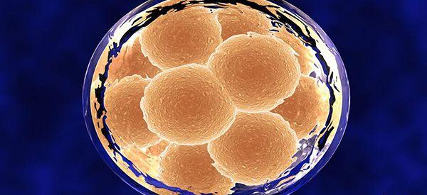 11细胞的冷冻胚胎还属于是优胚吗？
