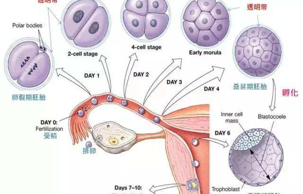 5细胞胚胎养囊成功率有多少？