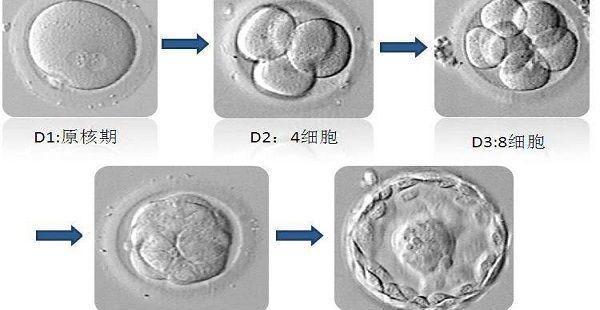 移植后胚胎有丝分裂过快影响着床吗？