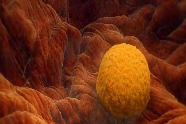 试管胚胎移植前，要求女性子宫内膜厚度多少最好？