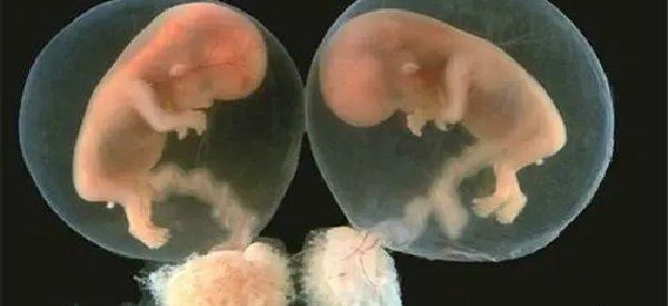 单卵双胎发生在桑葚期是谁的功劳？