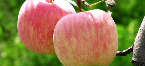 苹果有瘦身的功效，移植后吃会减子宫内膜吗？