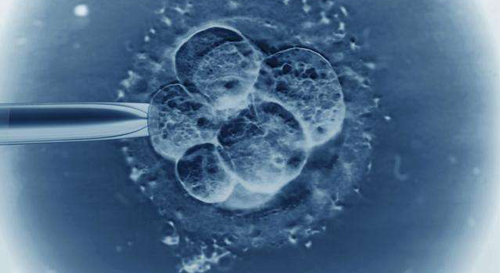 什么叫鲜胚移植?在试管移植过程中我们应该如何取舍