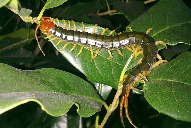孕妇梦见五六米长的蜈蚣有什么预兆吗？