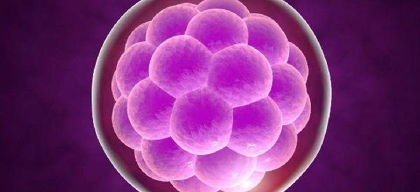 做试管婴儿时胚胎数量少为什么要养囊？