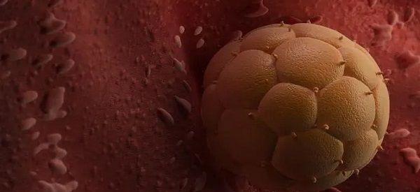 三级胚胎养囊成功率取决于什么？