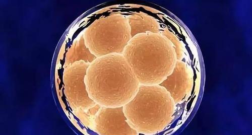 子宫小放两个胚胎可以提高试管的成功率吗？
