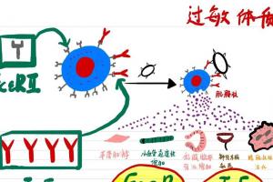 过敏体质的人吃什么提高免疫力？常吃7种食物帮你减轻过敏困扰