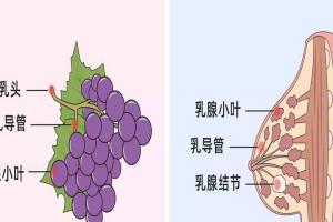 乳腺结节吃什么散结最快？这七种食物是不错之选