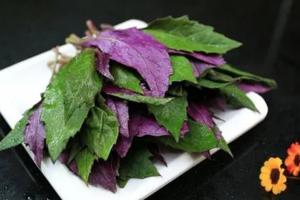 哪些人不能吃血皮菜？3类人群应该及时远离