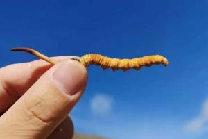冬虫夏草哪三类人不宜吃，最好一口都不要碰