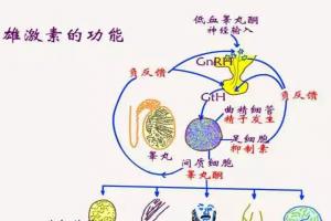 雄性激素过高是什么原因？或是这4个因素在“作威作福”
