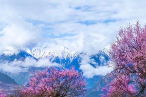 春天适合去哪里旅游？盘点春天旅游的5个好去处