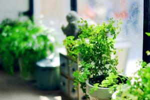 新房买什么植物吸甲醛好？2023赠你吸甲醛排名