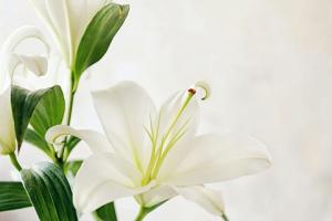 百合花有什么功效?百合花的功效与作用分享
