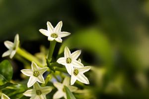 家里千万不能养的6种花，当心搞坏一家人的身体