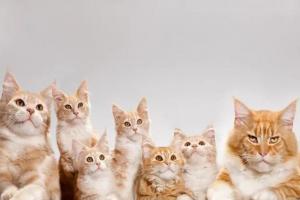 女人梦见猫的七大预兆，看完就知道准不准