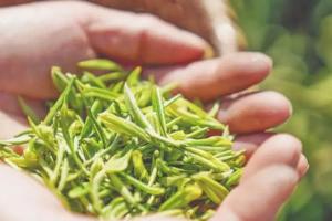 过期茶叶的八大妙用，放在家里很实用