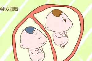 想生双胞胎可以做试管吗？成功率和风险不妨先了解下