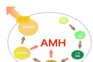 amh小于0.01借卵可以成功么？通常会受到这4大因素影响