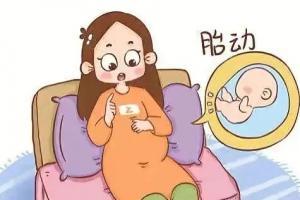 女性怀孕几个月会有胎动？怀孕胎动的次数是怎样的？