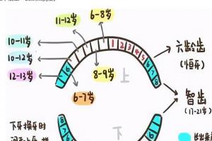 小孩换牙齿的顺序和时间，图解小孩牙齿更换顺序和时间