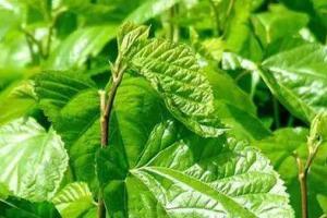 男人喝多了桑叶会影响性功能吗？喝桑叶茶的禁忌有哪些？