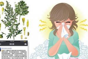 沙蒿过敏性鼻炎有哪些症状？要如何缓解？
