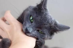 被猫咬出血了怎么办？要打狂犬疫苗吗？