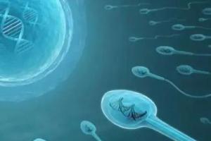 男性精子畸形率高做试管婴儿能成功吗-当然可以
