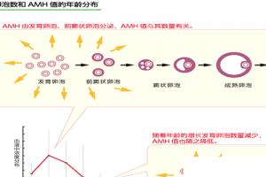 解析AMH值究竟多低就不能做试管婴儿，又有何意义