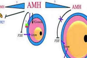 [专项科普]AMH值0.03还能做试管婴儿吗，成功率有多少