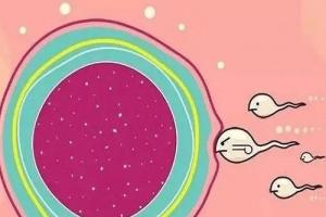 试管婴儿取多少个卵子比较好-根据自身情况而定