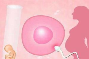 试管婴儿卵子越多成功率一定高吗-专家表示要适度